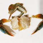 Mud Crabs Whole clean  500 g