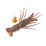Rock Lobsters Medium Whole Clean (500 g)